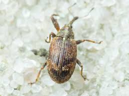 Attēlu rezultāti vaicājumam “Anthonomus pomorum”