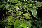 File:Coffea canephora W IMG 2429.jpg - Wikipedia, the free ...