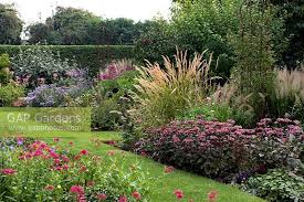 Attēlu rezultāti vaicājumam “Calamagrostis purpurea flower”