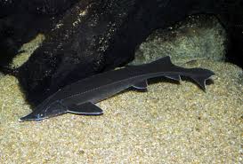 Image result for Acipenser