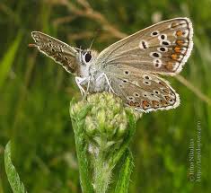 Attēlu rezultāti vaicājumam “Aricia artaxerxes  male”