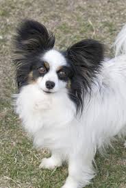 Image result for papillon