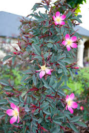 Attēlu rezultāti vaicājumam “Rosa glauca leaf”
