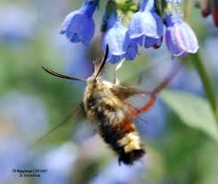 Attēlu rezultāti vaicājumam “Hemaris fuciformis”