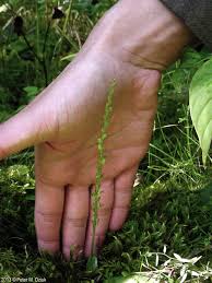 Attēlu rezultāti vaicājumam “Hammarbya paludosa leaf”