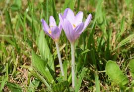 Image result for Herbstzeitlose