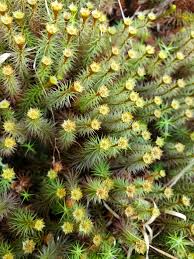 Attēlu rezultāti vaicājumam “Polytrichum commune”