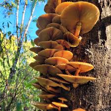 Attēlu rezultāti vaicājumam “Pholiota squarrosoides”