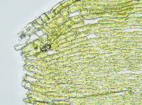 Attēlu rezultāti vaicājumam “Drepanocladus polygamus”