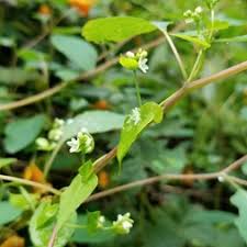 Attēlu rezultāti vaicājumam “Fallopia convolvulus leaf”