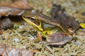 Attēlu rezultāti vaicājumam “Pelophylax”