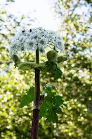 Attēlu rezultāti vaicājumam “Heracleum sosnowskyi flower”