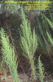 Attēlu rezultāti vaicājumam “Artemisia campestris bud”