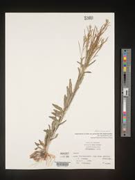 Attēlu rezultāti vaicājumam “Arabis hirsuta fruit”