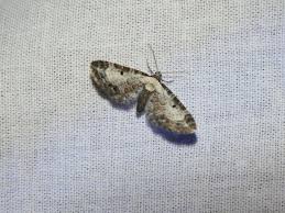 Attēlu rezultāti vaicājumam “Eupithecia succenturiata”