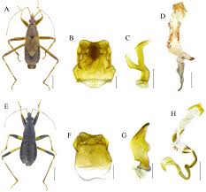Attēlu rezultāti vaicājumam “Himacerus apterus”