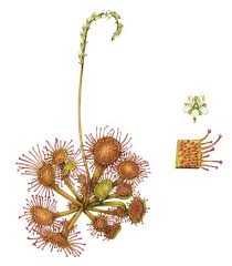 Attēlu rezultāti vaicājumam “Drosera rotundifolia flower”