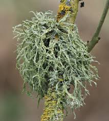 Attēlu rezultāti vaicājumam “Ramalina farinacea”