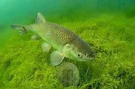 Image result for Squalius cephalus