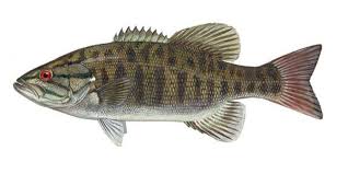 Image result for The Lancaster Fish