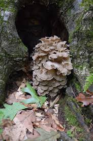 Attēlu rezultāti vaicājumam “Grifola frondosa”