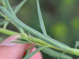 Attēlu rezultāti vaicājumam “Euphorbia virgata leaf”