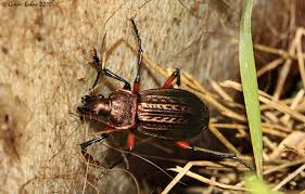 Attēlu rezultāti vaicājumam “Carabus cancellatus”