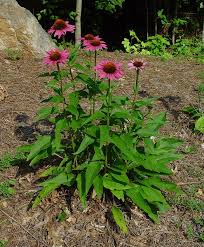 Attēlu rezultāti vaicājumam “Echinacea purpurea leaf”