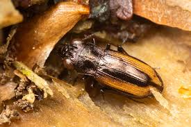 Attēlu rezultāti vaicājumam “Notiophilus biguttatus”