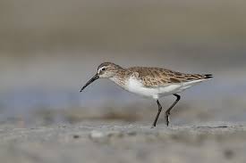 Attēlu rezultāti vaicājumam “Calidris ferruginea adult”