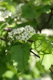 Attēlu rezultāti vaicājumam “Crataegus chlorosarca”