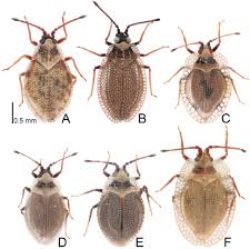 Attēlu rezultāti vaicājumam “Acalypta carinata”