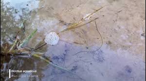 Attēlu rezultāti vaicājumam “Gordius aquaticus”