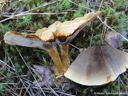 Attēlu rezultāti vaicājumam “Coltricia perennis”