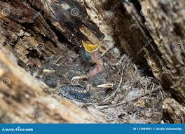 Attēlu rezultāti vaicājumam “Muscicapa striata nest”