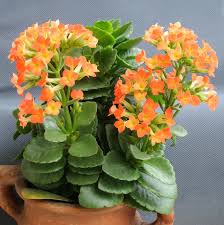 Image result for Kalanchoe blossfeldiana