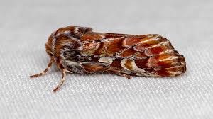 Attēlu rezultāti vaicājumam “Panolis flammea”