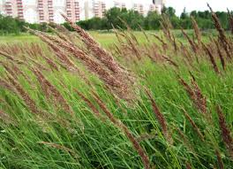 Attēlu rezultāti vaicājumam “Calamagrostis epigeios”