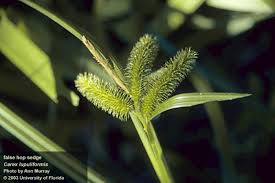 Attēlu rezultāti vaicājumam “Carex globularis flower”