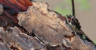 Attēlu rezultāti vaicājumam “Stereum rugosum”