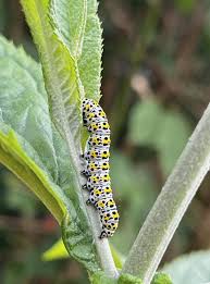 Attēlu rezultāti vaicājumam “Cucullia verbasci larva”