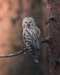 Attēlu rezultāti vaicājumam “Strix uralensis”