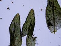 Attēlu rezultāti vaicājumam “Orthotrichum, Nyholmiella”