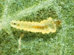 Attēlu rezultāti vaicājumam “Tischeria complanella larva”