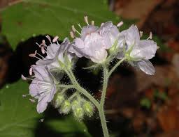 Attēlu rezultāti vaicājumam “Hydrophyllaceae”