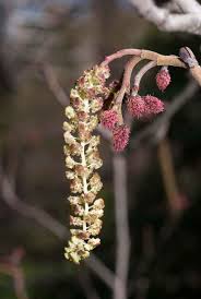 Attēlu rezultāti vaicājumam “Alnus glutinosa female flower”