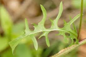 Attēlu rezultāti vaicājumam “Crepis biennis”