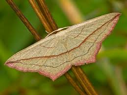 Attēlu rezultāti vaicājumam “Timandra comae”