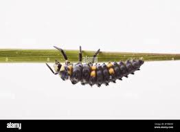 Attēlu rezultāti vaicājumam “Coccinella septempunctata larva”