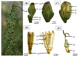 Attēlu rezultāti vaicājumam “Artemisia campestris bud”